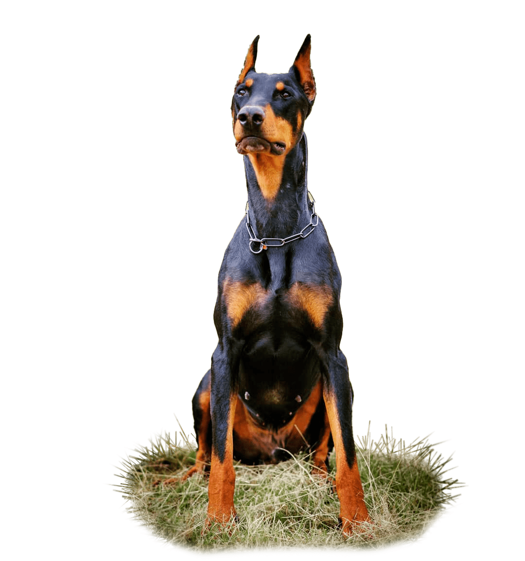 Quinta-de-lobos-adiestramiento-canino