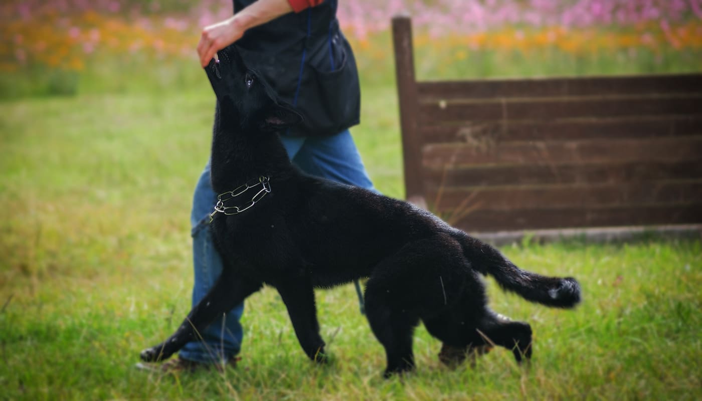 Quinta-de-lobos-adiestramiento-canino