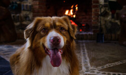 Quinta-de-lobos-adiestramiento-canino-asesoria