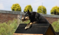 Quinta-de-lobos-adiestramiento-canino-club-deporte