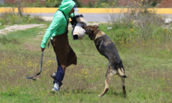 Quinta-de-lobos-adiestramiento-canino-club-deporte