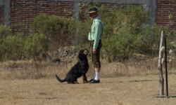 Quinta-de-lobos-adiestramiento-canino-club-deporte