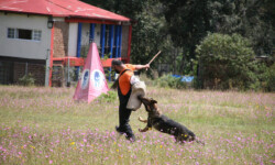 Quinta-de-lobos-adiestramiento-canino-club-deporte