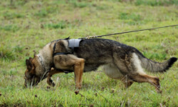 Quinta-de-lobos-adiestramiento-canino-club-deporte