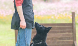 Quinta-de-lobos-adiestramiento-canino-entrenamiento