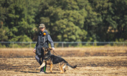 Quinta-de-lobos-adiestramiento-canino-entrenamiento