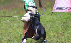 Quinta-de-lobos-adiestramiento-canino-proteccion
