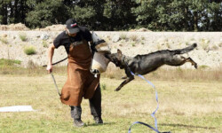 Quinta-de-lobos-adiestramiento-canino-proteccion