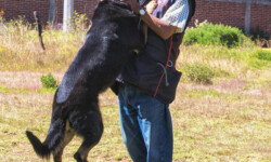 Quinta-de-lobos-adiestramiento-canino-proteccion