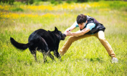 Quinta-de-lobos-adiestramiento-canino-proteccion